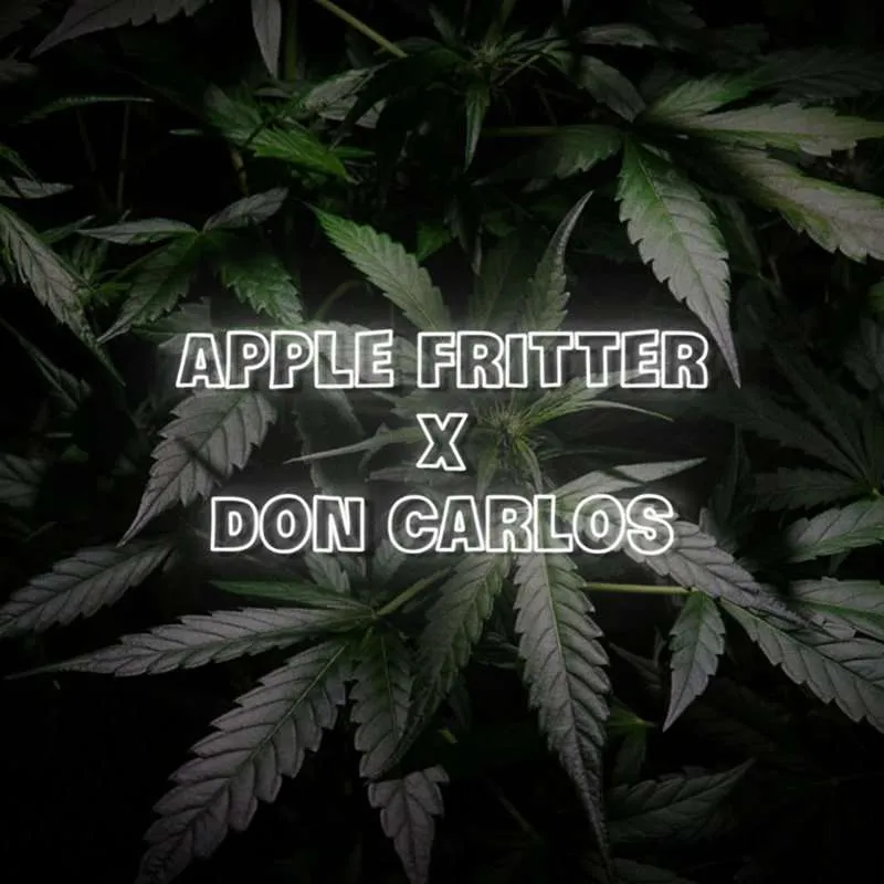 don carlos x apple fritter seeds feminized