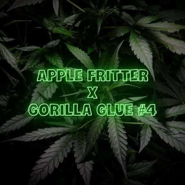 apple fritter gg4 seeds