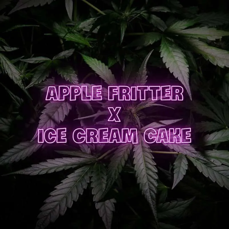 apple frittere seeds x ice cream cake