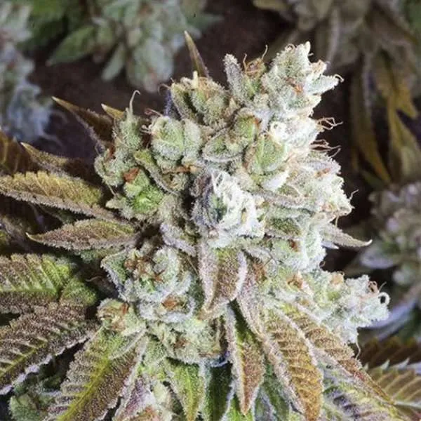 wedding cake seeds feminized