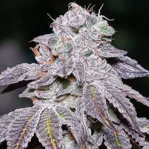 Kush Mints Seeds | Feminized, Photoperiod