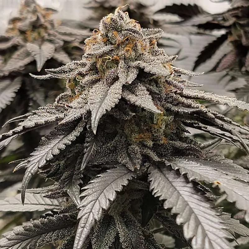 apple jax clones for sale