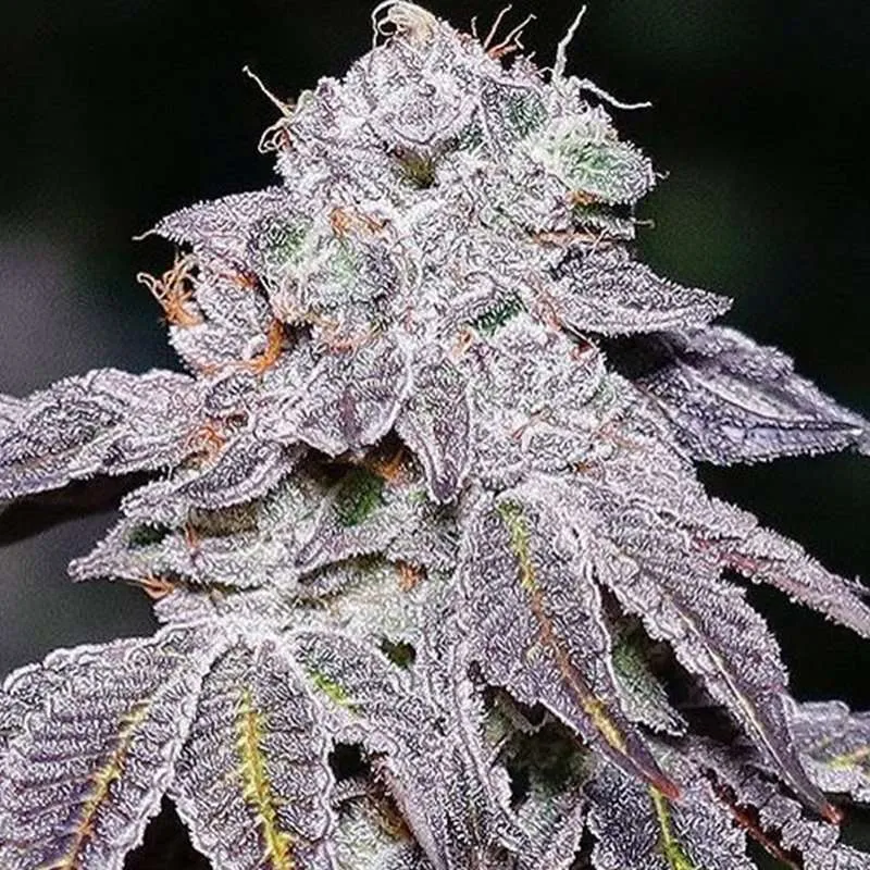 kush mints cannabis clones