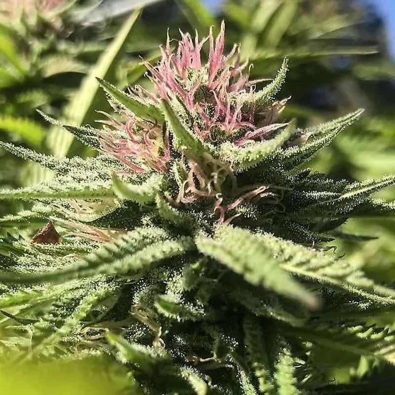 papaya punch cannabis clones