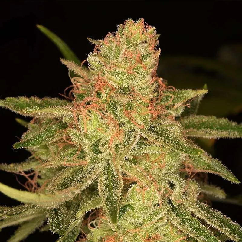 tangie berry marijuana clones