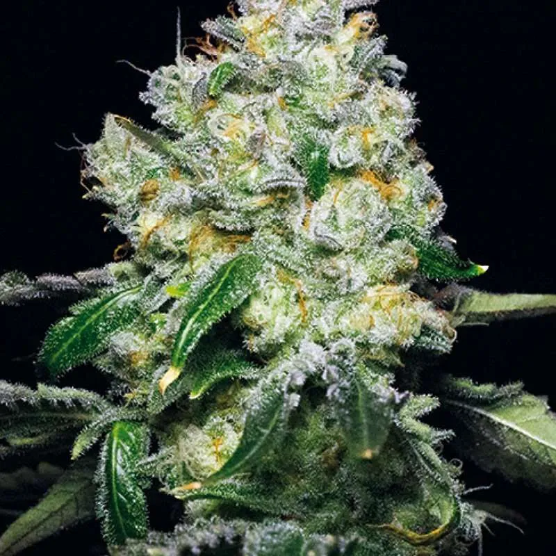 tropical gmo clones for sale