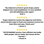 Cannabis Clone 3 Pack