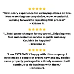 Cannabis Clone 3 Pack