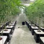 Cannabis Clone 3 Pack