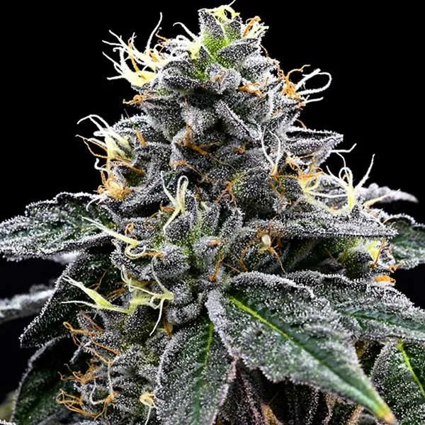 cereal milk teen plants