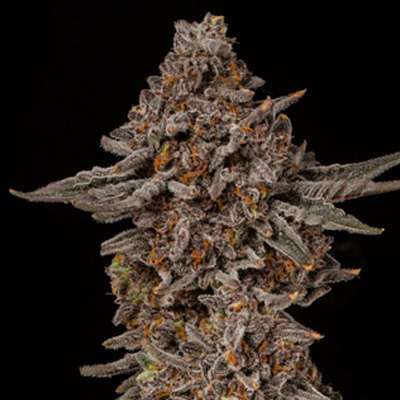 jealousy cannabis plant