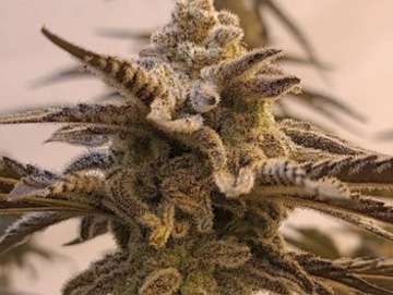 apple jax plants austin