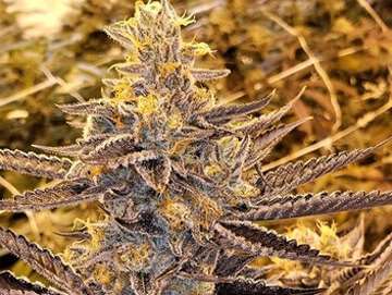 bittersweet clones miami