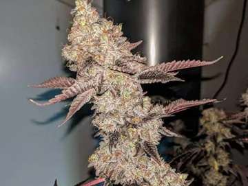 gelato cake clones colorado springs