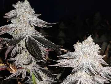 kush mints in flower