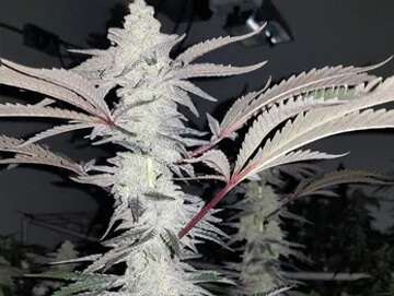 mac 1 cap's cut clone