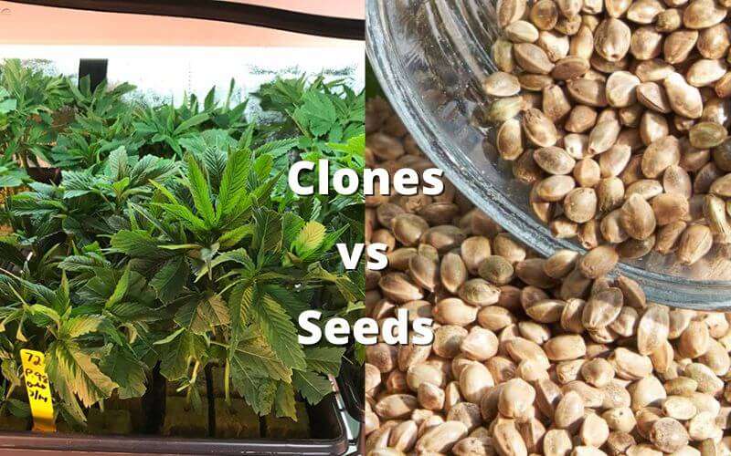 marijuana clones and seeds side by side
