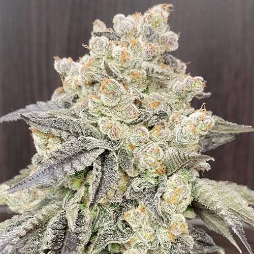 apple jax cannabis plant