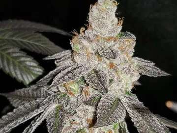 blue unicorn poop clones toledo