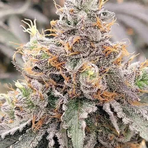 blunicorn marijuana plants