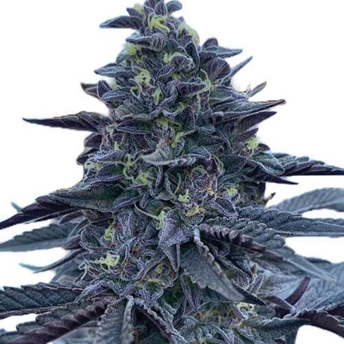 gush mints strain virginia