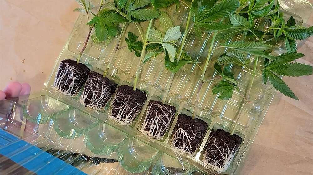 healthy cannabis clone roots PA