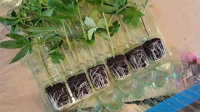 healthy clones new haven