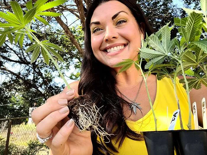 marijuana clones connecticut customer