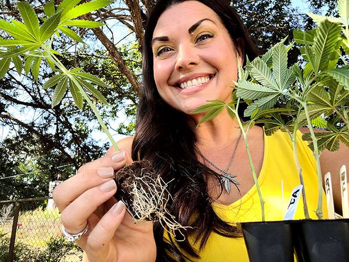 marijuana clones washington