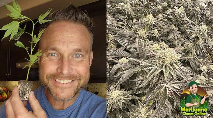 massachusetts clone customer rob