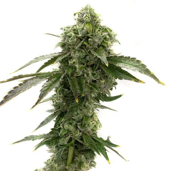 blue dream seeds feminized