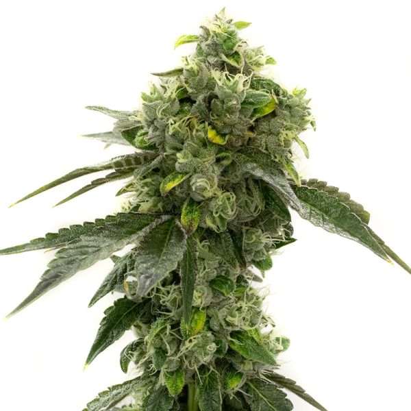 bruce banner seeds autoflower