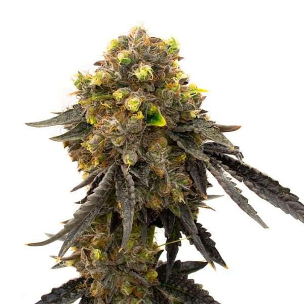 bruce banner seeds feminized fast version