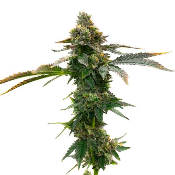 girl scout cookies seeds autoflower