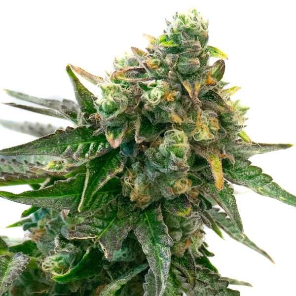 gorilla glue 4 seeds feminized