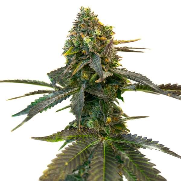 grandaddy purple seeds feminized