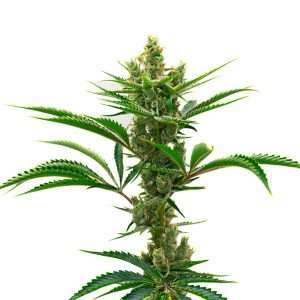 runtz seeds autoflower