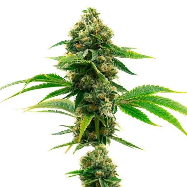 super skunk seeds feminized