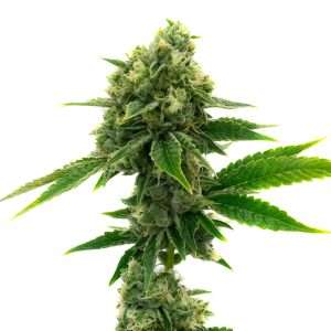 white widow seeds feminized