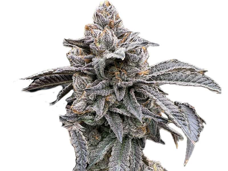 lemon cherry gelato strain