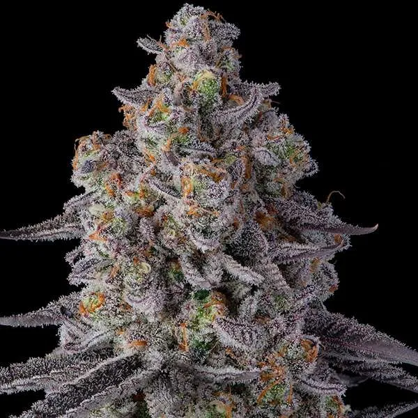 glitterbomb marijuana clone