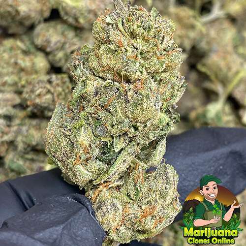 jokerz thca flower wholesale