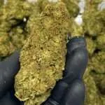 Wholesale THCp Flower Pounds | Order Today!